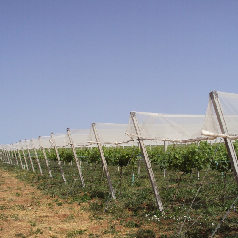 Crop Cover Systems in Open Field